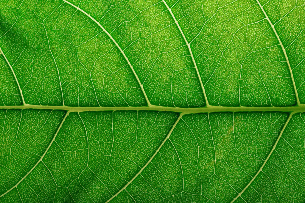 abstract texture leaf, natural structure of leaves, eco background