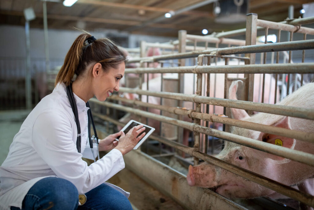 Young vet crouching in front of pig using tablet. Female doctor smiling wearing lab coat examining animals.