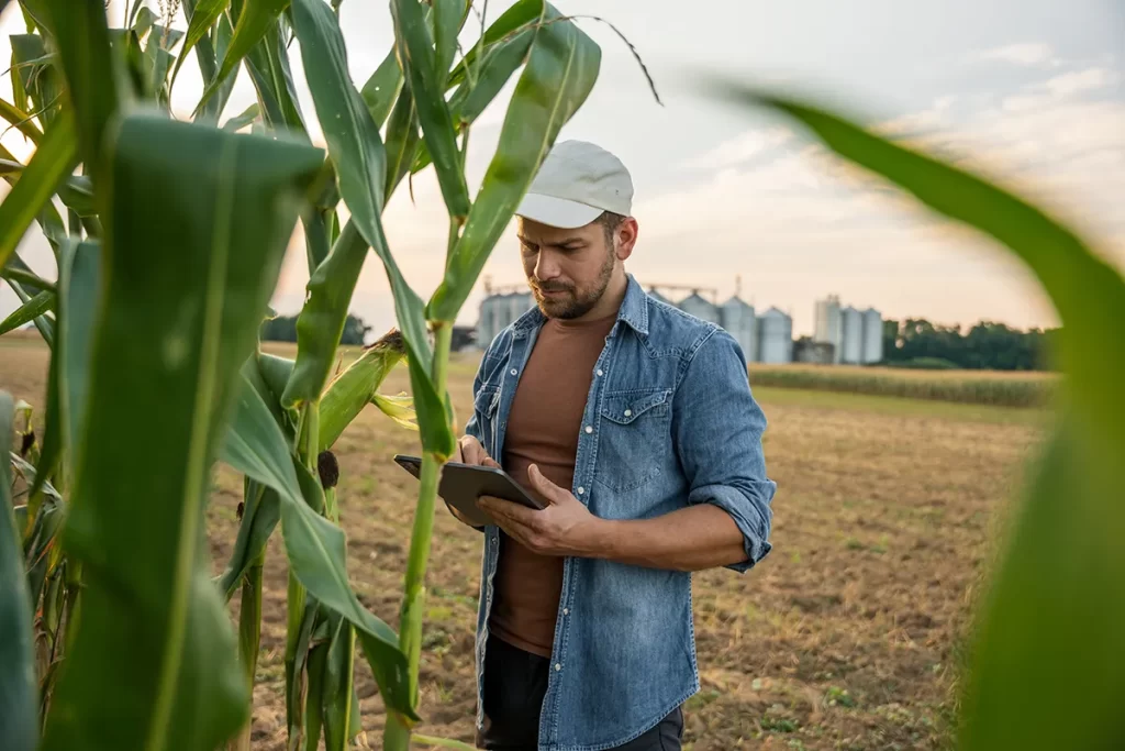 farmer looking at ipad in corn field