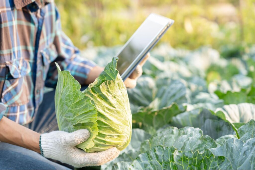 Farmer using a tablet in a cabbage field to monitor crops and smart farming technology with IoT in agriculture