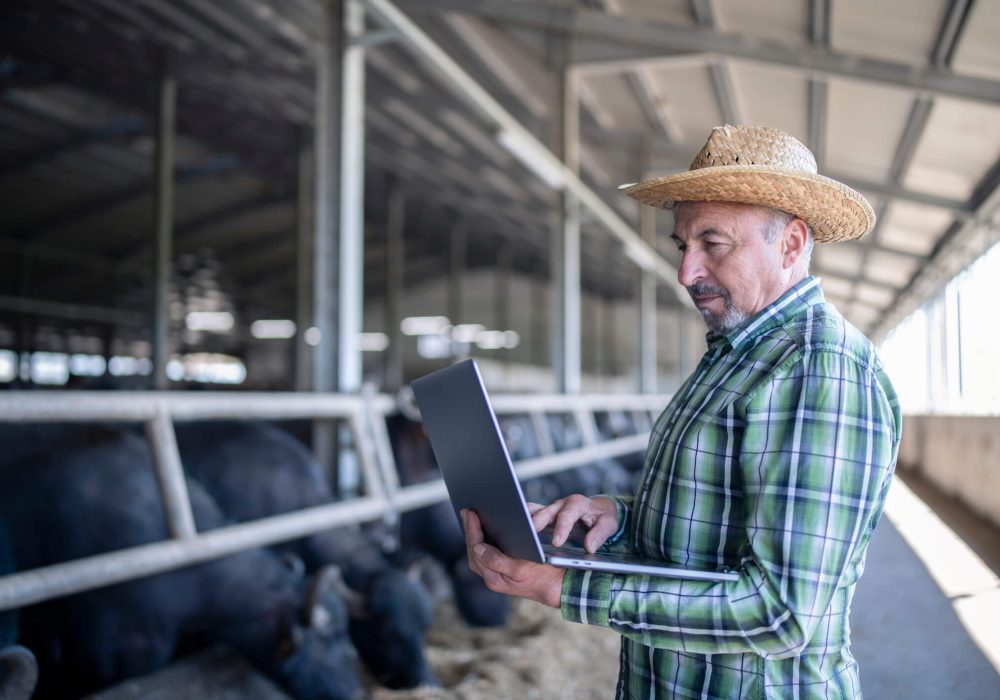 Senior farmer using technology for work in his buffalo farm.